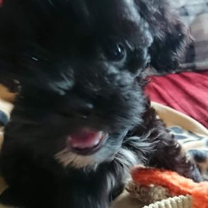 Meet your Posher, Geneviève